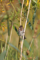 07-2647 Reed Bunting (Emberiza schoeniclus) Low Barns Nature Reserve, County Durham. UK